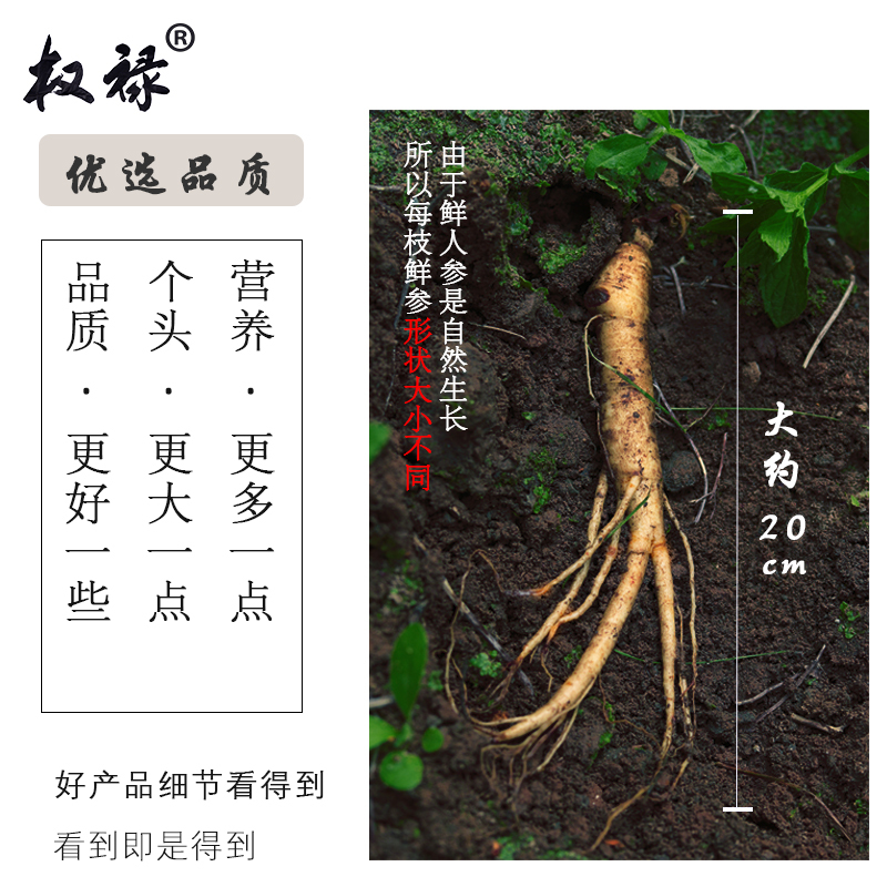 长白山鲜人参带土单只5g左右新鲜人参长白山东北人参可煲汤泡酒左右 非权禄野生山参林下参西洋参山参高丽参11
