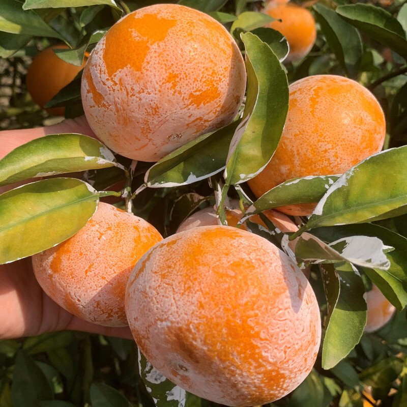 鲜木 福建现摘茂谷柑沃柑 时令新鲜水果 当季水果 孕妇水果 清甜多汁