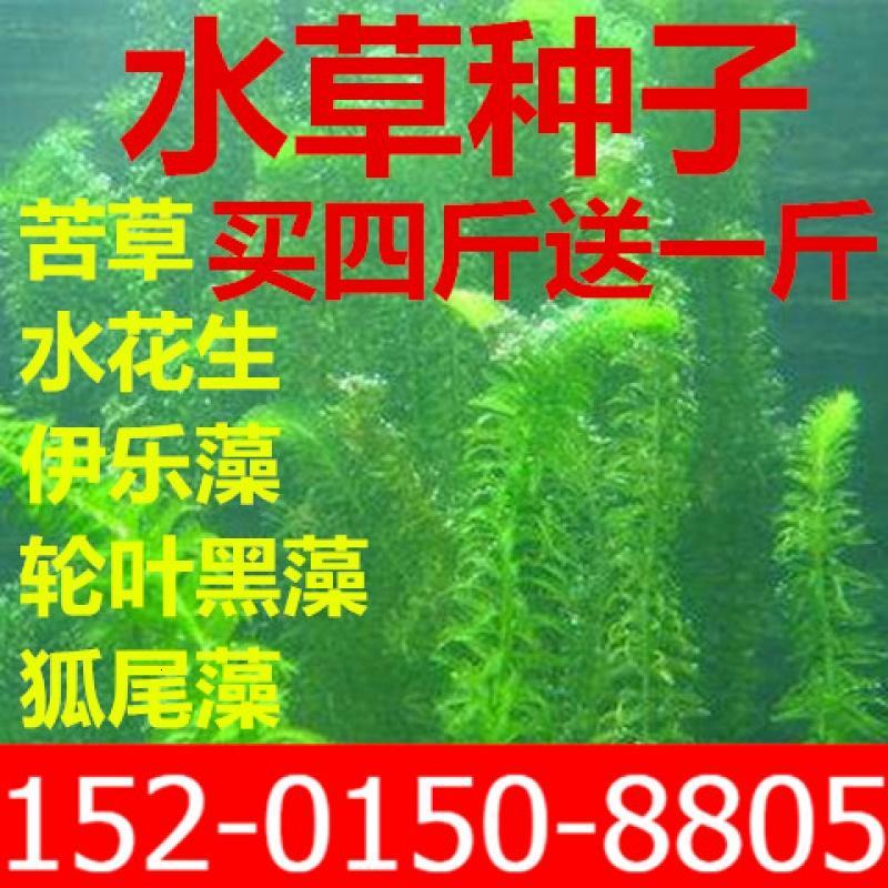 静谧园艺用品种子苦花生牛毛轮叶黑藻伊乐藻菹狐尾藻金鱼水草种子一斤 价格图片品牌报价 苏宁易购弘善园林专营店