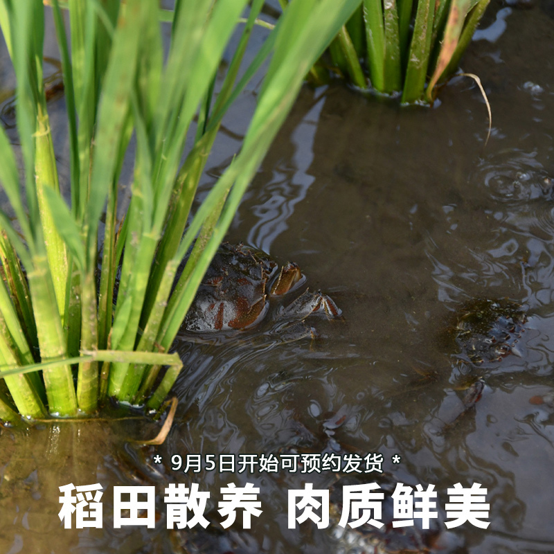 [礼券]蟹秋礼 盘锦大闸蟹河蟹 稻田大闸蟹 1998型 公:4.3-4.7两 母:3.3-3.7两 5对 海鲜水产