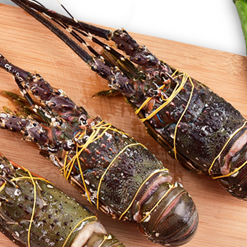 渔乐深态印度小青龙400500g1头盒