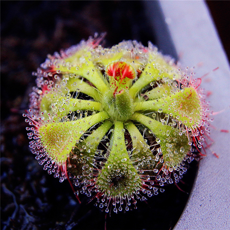 锦地罗茅膏菜小苗2cm 含盆|捕蝇草食人花盆栽苗食虫植物驱蚊草多肉植物多肉绿植花卉 毛膏菜