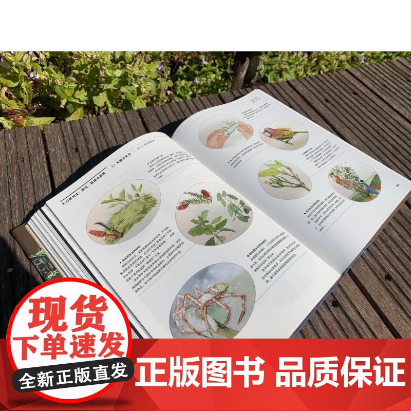 景迈山古茶林文化景观 左靖主编上海人民美术出版社艺术茶文化景观普洱茶文化遗产高清大图