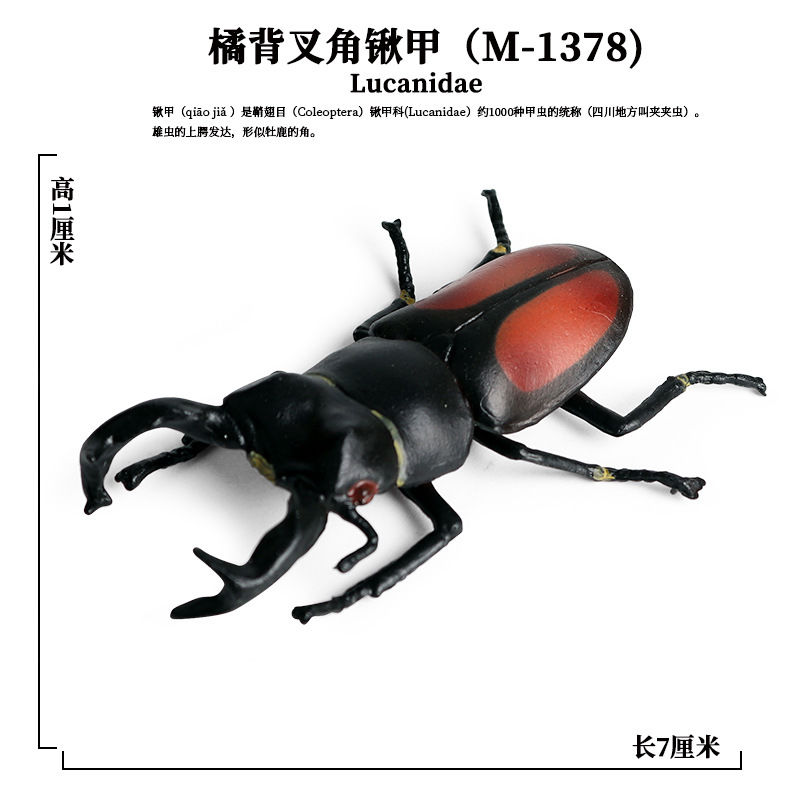 儿童科教仿真昆虫动物模型蝴蝶蚊子蜘蛛蟋蟀蚂蚁蜜蜂整蛊玩具摆件 橘背叉角锹甲