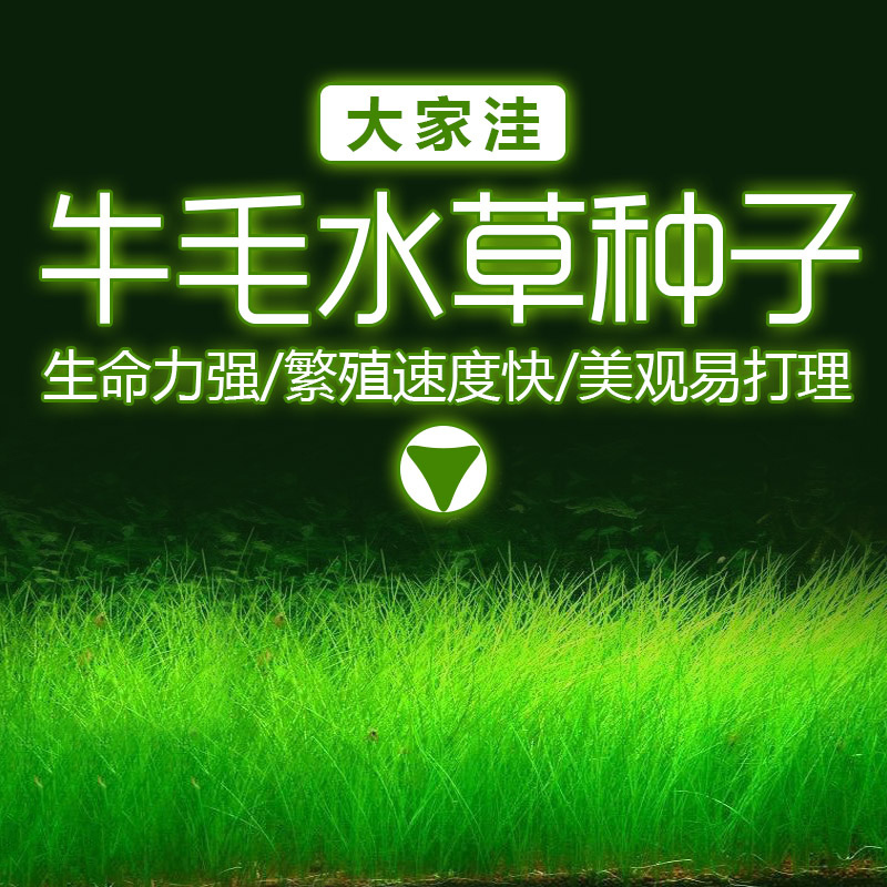 牛毛水种子鱼缸真装饰造景莫斯懒人净化水质水族箱水生植物高清大图
