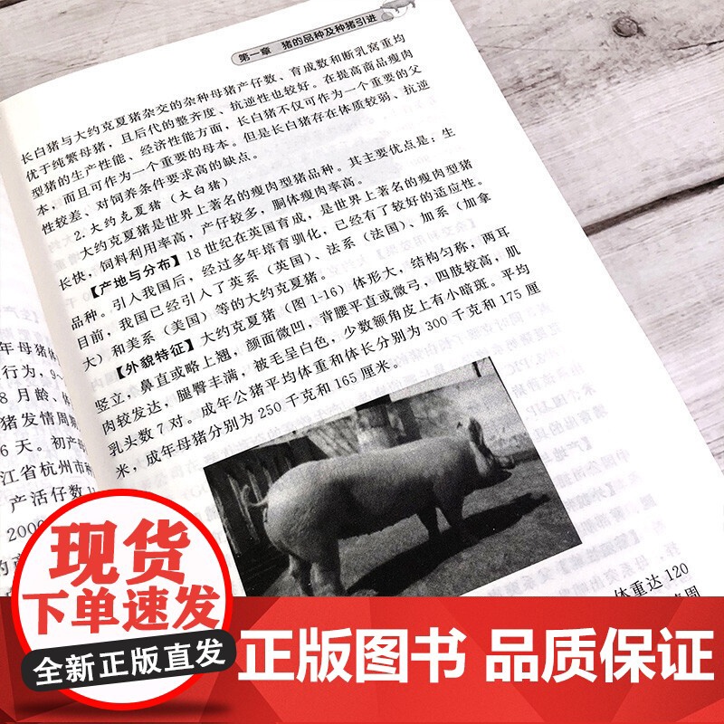 母猪高产高效饲养技术 王丽荣 化学工业出版社 正版书籍高清大图