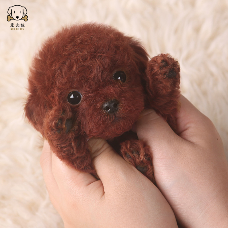 麦比佳 泰迪犬幼犬 泰迪犬狗狗活体 茶杯犬泰迪宠物狗小体玩具型长不大微小体贵宾犬泰迪贵宾杯子狗视频挑选高清大图