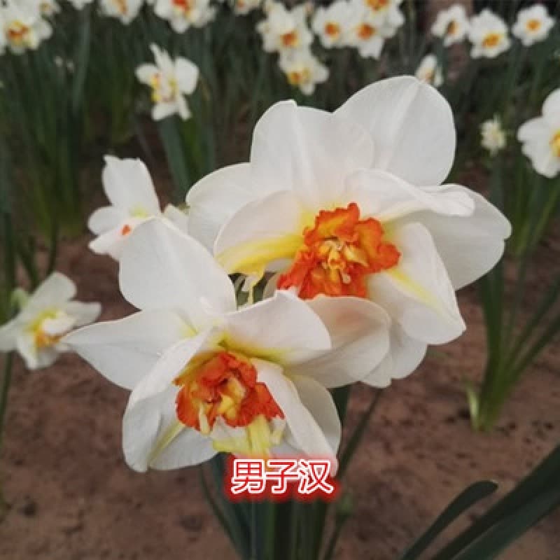 古达水仙花种球盆栽秋冬花卉观花植物室内花水养四季水培花卉花种子6号种球1个 22cm 价格图片品牌报价 苏宁易购老蜂匠园艺用品专营店