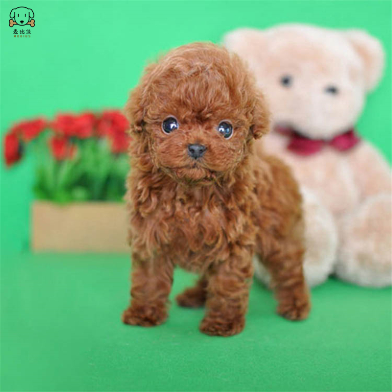 麦比佳 泰迪犬活体狗狗幼犬纯种血统级长不大卷毛泰迪熊犬玩具型标准型微小体茶杯犬泰迪贵宾富贵狗 视频挑选高清大图