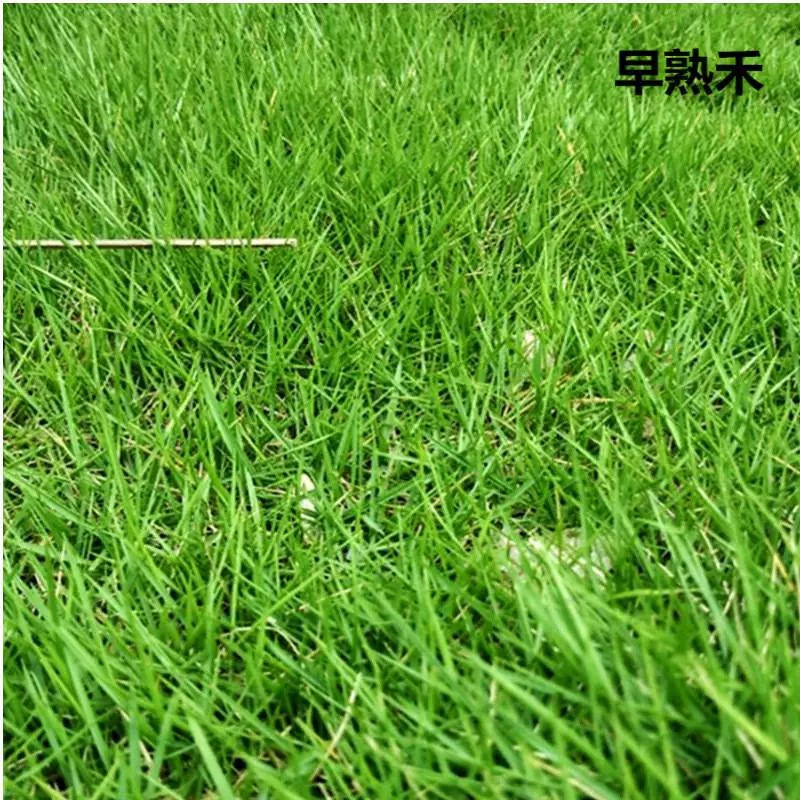 诚智旺 早熟禾草籽 白标 净籽/千克高清大图
