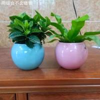 免钉壁挂水培植物迷你小花盆栽创意挂墙玻璃花瓶 陶瓷小花盆两件组合