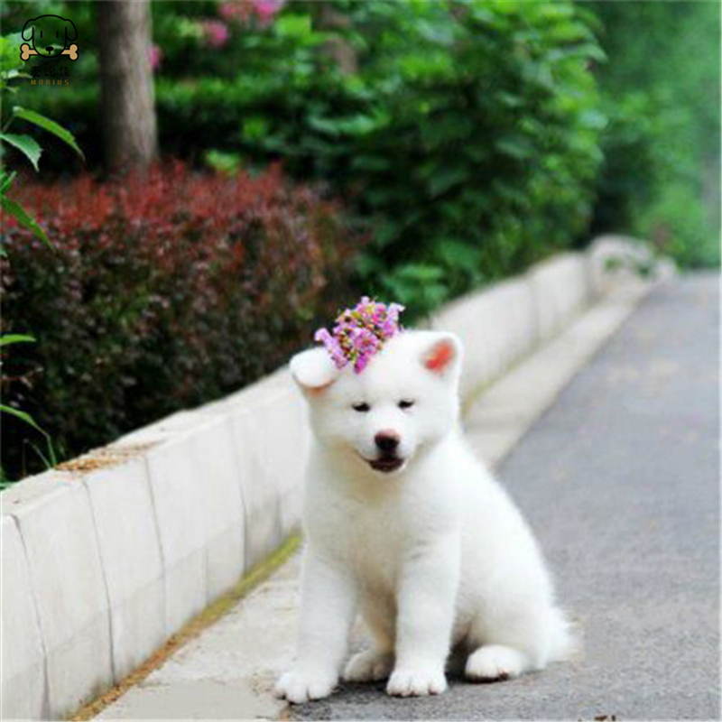 麦比佳 秋田犬 纯种秋田犬幼犬中大型秋田犬狗狗活体血统级精品日系秋田日本赛级秋田家庭犬公母视频挑选包健康秋田柴犬