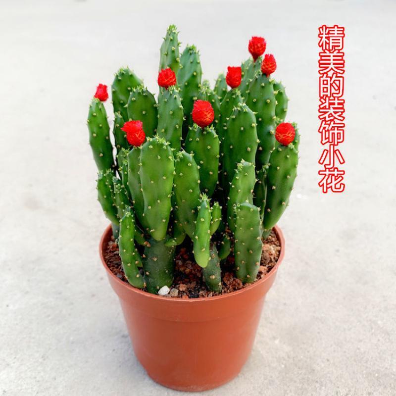 悦芳华多肉植物一帆风顺招财手绿植仙人球多肉花卉办公室防辐射带盆栽