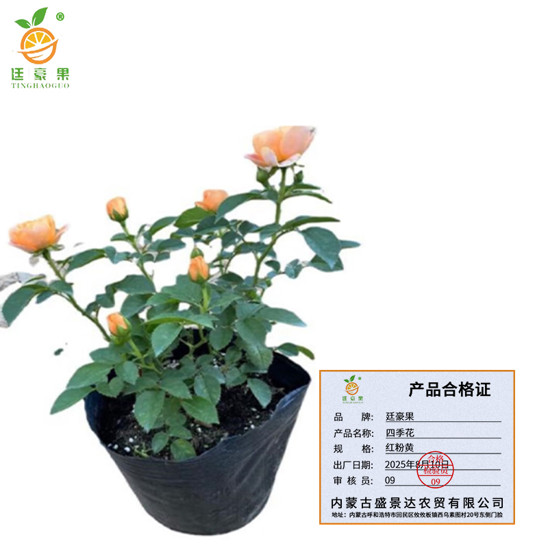 廷豪果 四季花 红粉黄 /颗高清大图