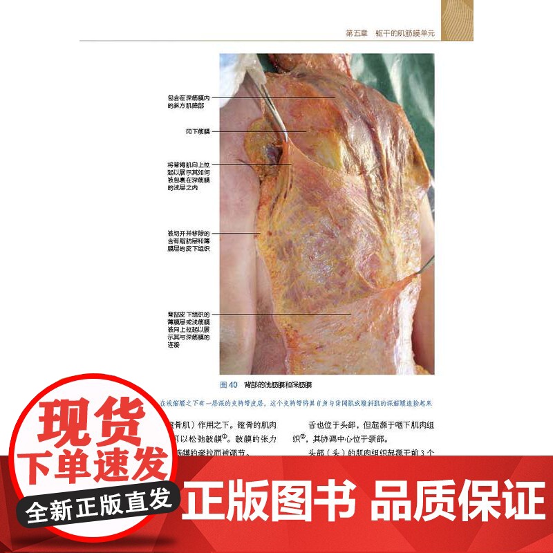 Stecco筋膜手法治疗肌肉骨骼疼痛 第2版 筋膜领域意大利学派领军人物Luigi Stecco 解剖列车译者关玲教授高清大图