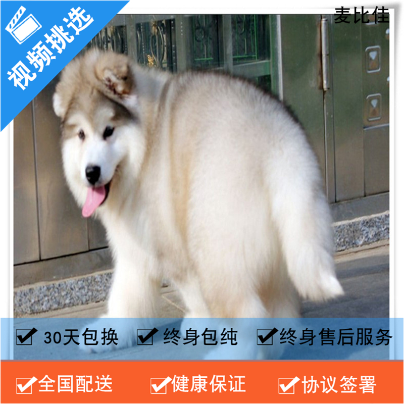 麦比佳 纯种巨型阿拉斯加幼犬活体宠物 熊版十字脸阿拉斯加雪橇犬 双血统烟灰色桃脸阿拉斯加幼崽 巨大型雪橇犬阿拉斯加犬23高清大图