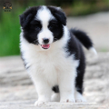 麦比佳边境牧羊犬幼犬 边牧狗活体纯种血统级中大型边牧犬大骨架三通七白通脖通背牧羊犬高智商宠物狗公母可视频挑选