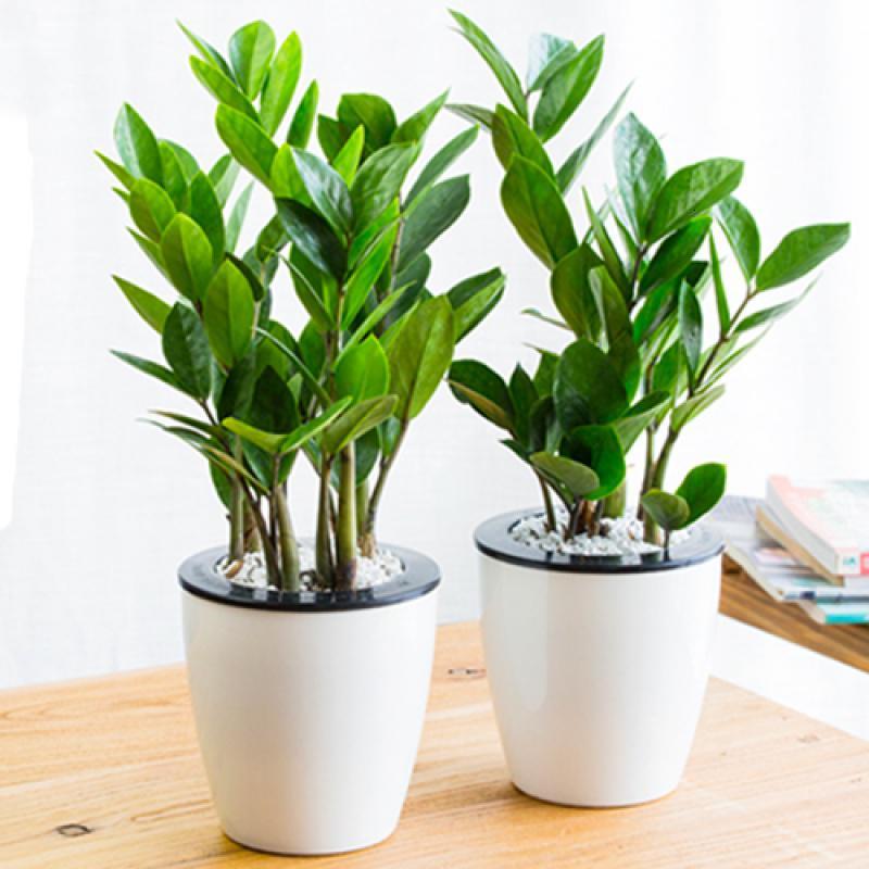 盆栽花苗水培摇钱树办公室内花卉绿植盆景卧室桌面植物