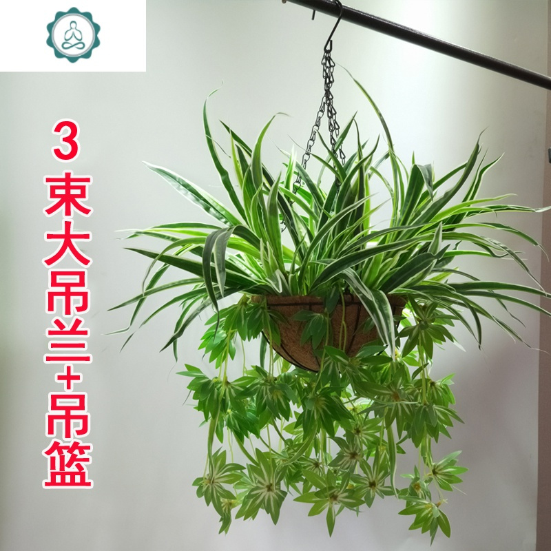 仿真绿植植物盆栽绿萝吊兰塑料假花客厅摆放装饰挂壁垂吊摆件花艺 封后 多花吊兰一束仿真植物