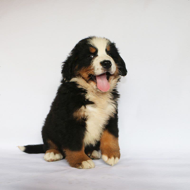 伯恩山犬 幼崽幼犬 纯种伯恩山犬 宠物狗狗伯恩山狗 大型犬图片