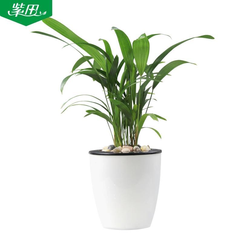 绿植 花卉盆栽植物观音竹 小型桌面棕榈竹盆栽净化空气