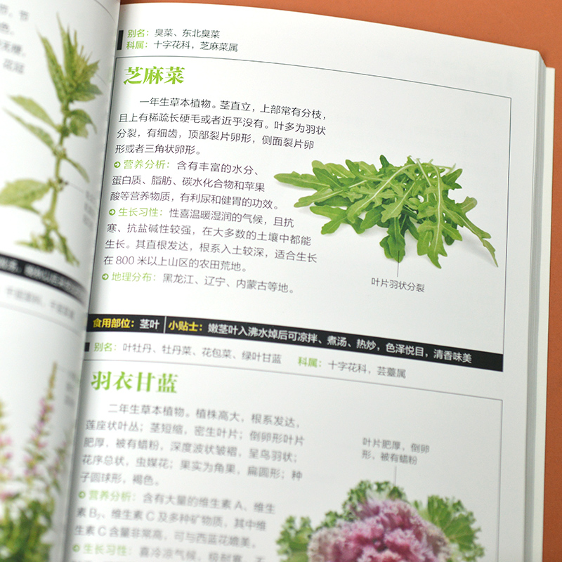 [正版]常见蔬菜图鉴五谷杂粮营养介绍饮食功效解读 食材选购指南美食烹饪菜谱 食物营养搭配饮食宜忌大全书饮食功效解读食材高清大图