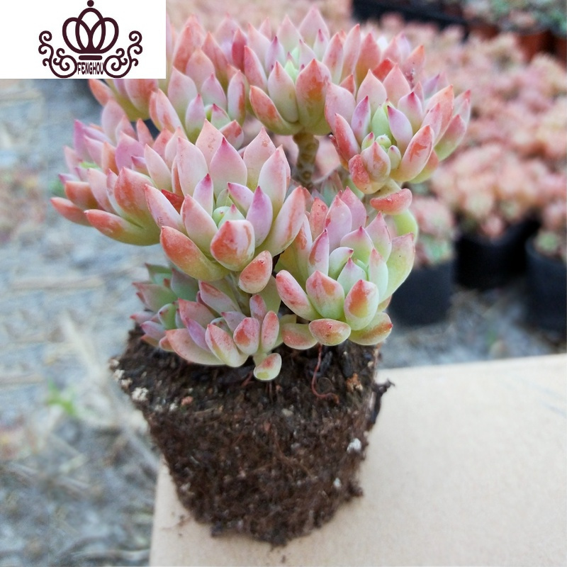 封后超大巨型多肉植物老桩稀有品种罕见清棚小贵货广寒宫悬崖庄拿铁带土带塑料盆带盆栽好图片 高清实拍大图 苏宁易购