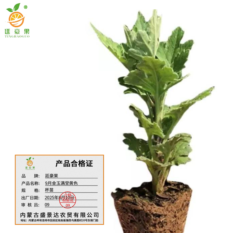 廷豪果 9月金玉满堂黄色 杯苗 /盆高清大图