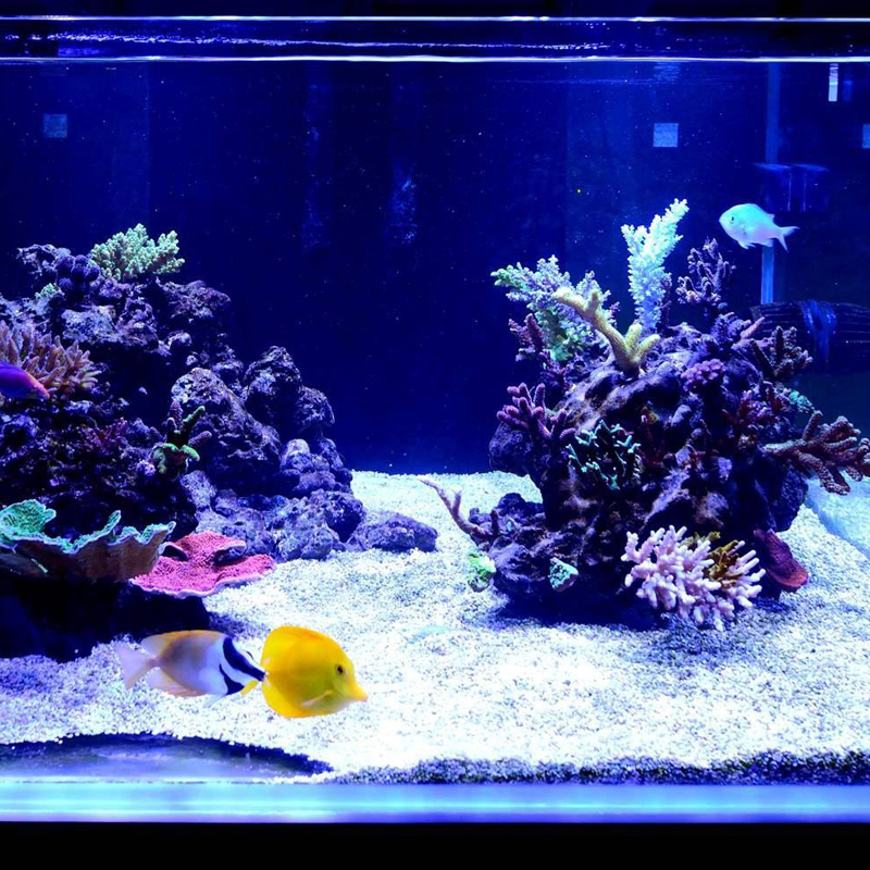 海水活砂造景活沙海水缸铺底砂活砂海水缸开缸沙底砂高清大图