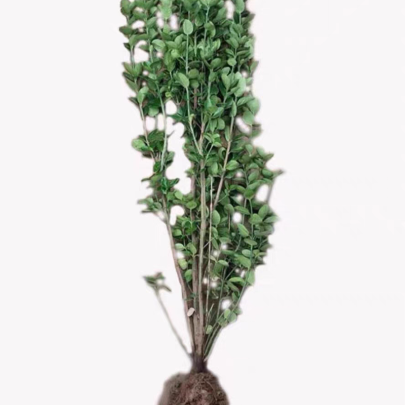 诚智旺 北海道冬青苗 高1.6-1.7m10棵 /捆高清大图