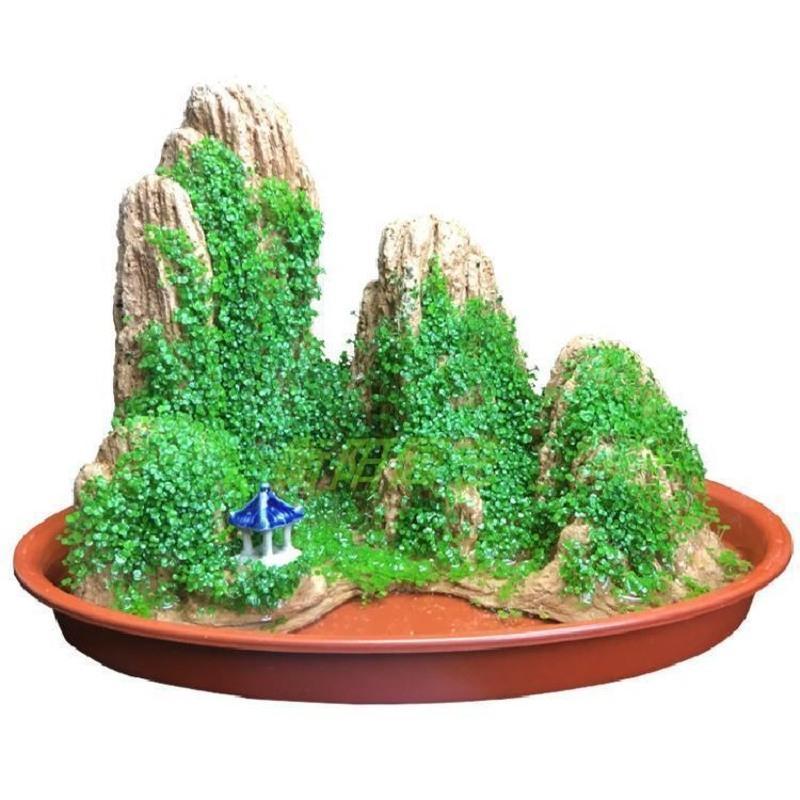 山石草盆景草假山草种子 室内盆栽吸水石草 四季播绿植物造景草籽 草籽10袋