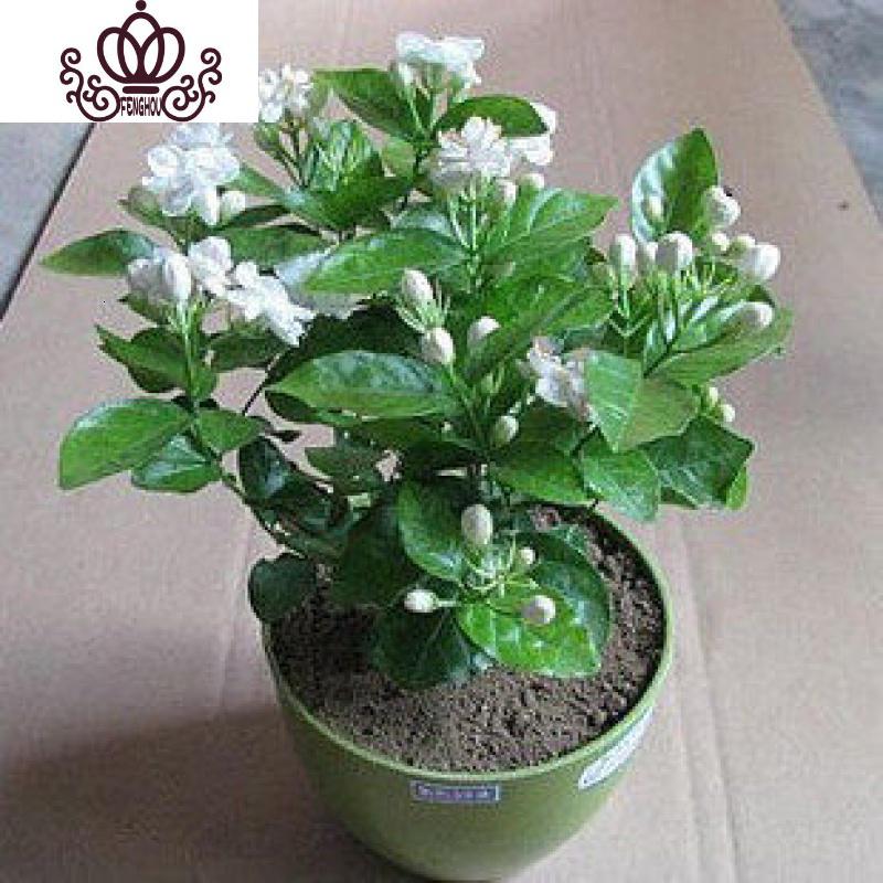 封后室内阳台庭院白花卉盆栽绿植虎头茉莉盆景双色茉莉浓香型买家需要自己准备种植的土含盆图片 高清实拍大图 苏宁易购 封后室内阳台庭院白花卉盆栽绿植虎头茉莉盆景双色茉莉浓香型买家需要自己准备种植的土含盆图片 高清实拍大图 苏宁易购