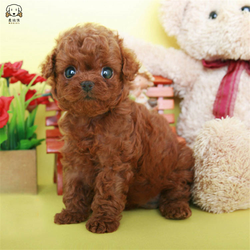 麦比佳 泰迪犬活体狗狗幼犬纯种血统级长不大卷毛泰迪熊犬 玩具型标准型微小体茶杯犬泰迪贵宾富贵狗视频挑选高清大图