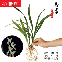 绿植花卉兰花苗【香素】建兰四季兰大凤素不带花苞办公室内盆栽花卉盆栽盆景培多肉耐绿植物香素1棵3苗不带花苞裸根不