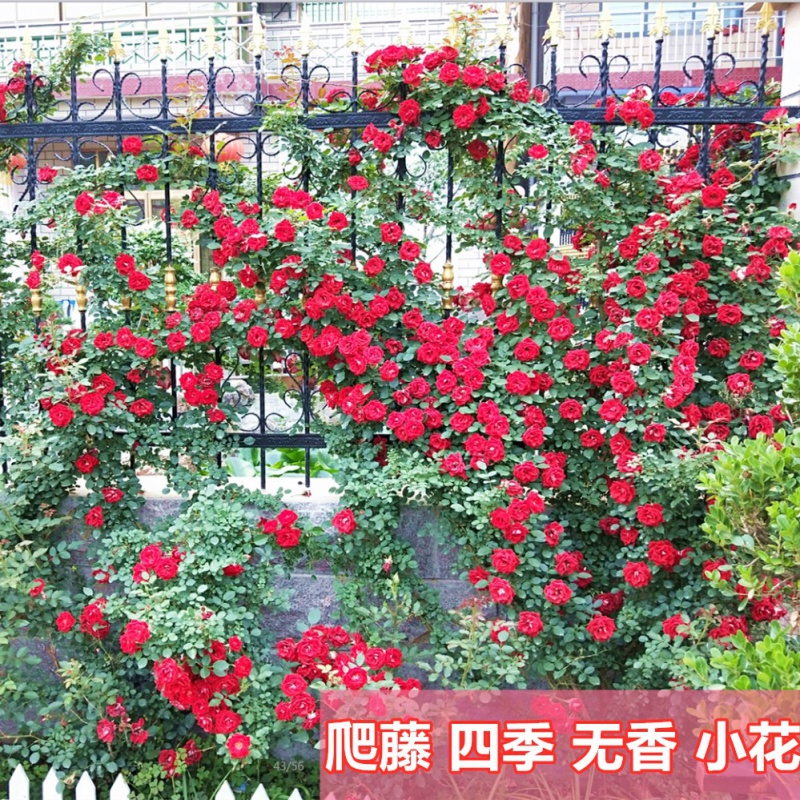 1米5高大苗 套餐 蔷薇花苗藤弹痕本月季特大花爬藤植物四季开花小女孩1米5左右不含盆图片 高清实拍大图 苏宁易购