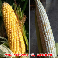 苗家十八洞 湘西白糯甜玉米10斤装 约300-600克/穗 时令新鲜蔬菜坏果包赔