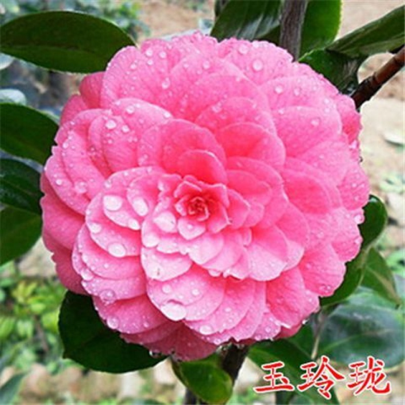 子暄当年开花茶花苗茶花树苗盆栽花卉四季绿植地栽阳台花卉植物盆景报价 参数 图片 视频 怎么样 问答 苏宁易购