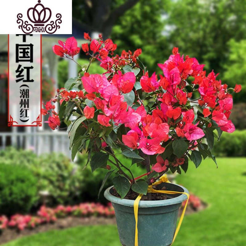 封后三角梅盆栽花卉植物室内嫁接多色巴西爬藤三角梅带花发货四季开花特价中国红大苗高度40 50cm剪盆口发货带盆栽好图片 高清实拍大图 苏宁易购