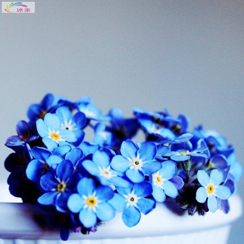 北园湖园艺用品勿忘草种子蓝色勿忘我种子四季播易种草籽室内盆栽花卉种子植物 价格图片品牌报价 苏宁易购花中岛园艺专营店