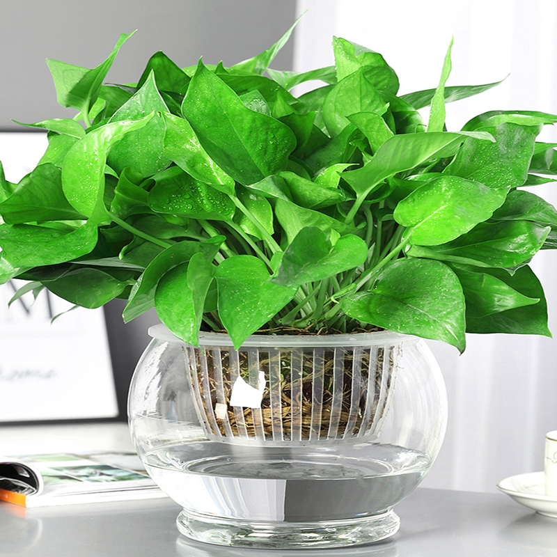 回固水培植物绿萝盆栽办公室内易活水养绿植绿箩报价_参数_图片_视频_