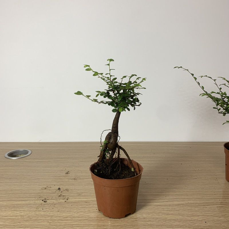 盆景盆栽树桩小叶榔榆熟盆露根微型小树桩平安树新品榆树一盆简易盆带