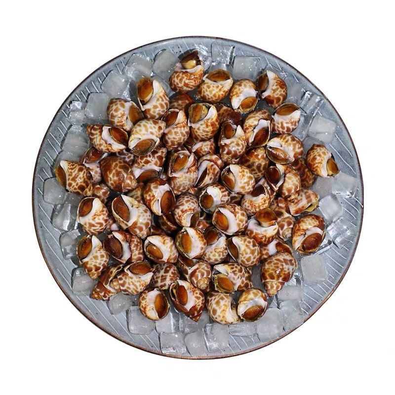 赛卡伊厂家直销花螺鲜活冷冻新鲜海鲜螺类东风螺贝类猫眼螺冰冻香螺