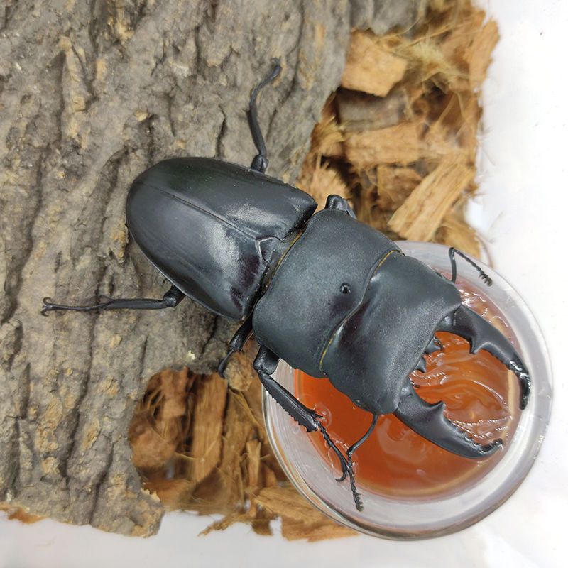 中华大扁锹成虫斗虫昆虫活体宠物甲虫中扁独角仙锹甲锹形虫新手简易