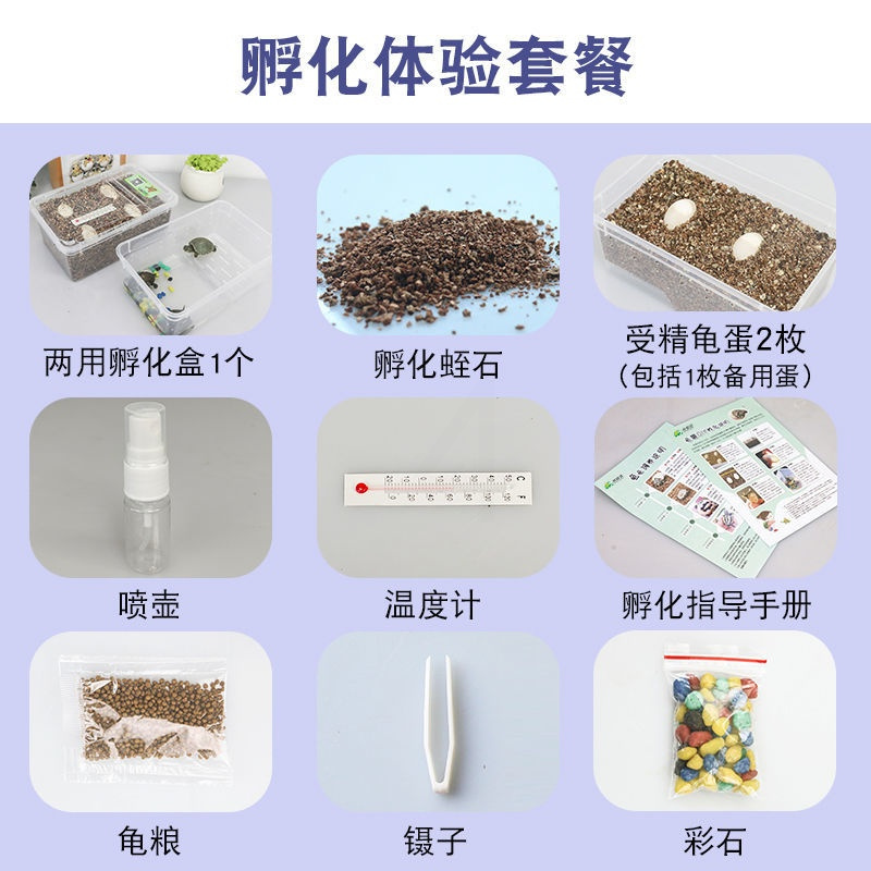 龟趣园可孵化乌龟蛋diy材料包魔盒儿童科学实验套装活体宠物蛋 2枚孵化蛋+孵化工具+孵化手册