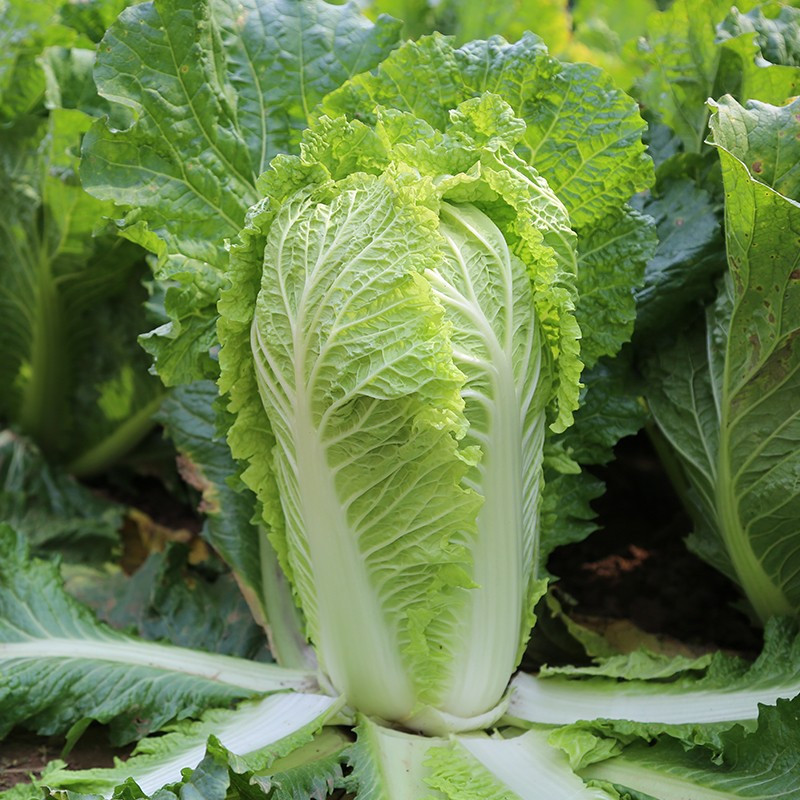 天生好果大白菜简装 新鲜蔬菜2KG配送