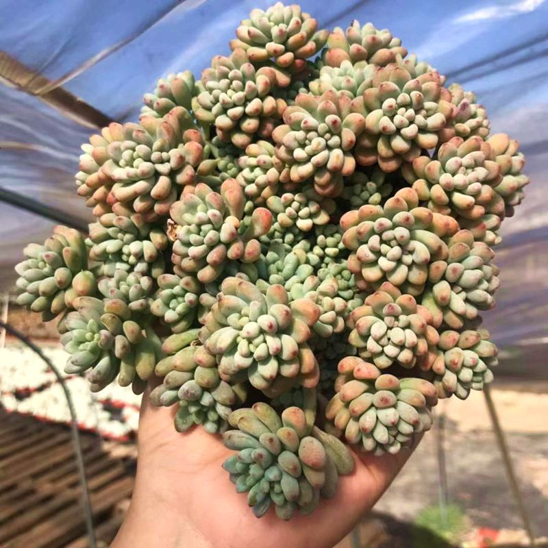 七朵云多肉 绿豆多肉爆头精品盆栽绿植花卉萌肉盆栽云南满额 邮