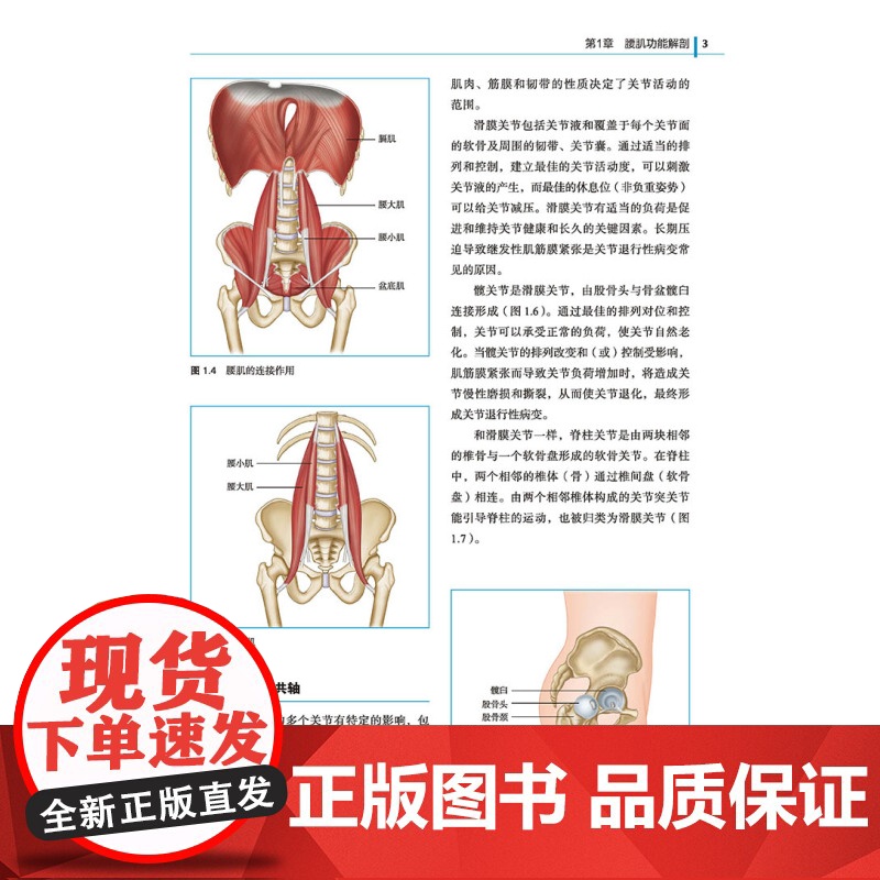 腰肌功能解剖与评估 康复纠正性和功能性训练 张志杰刘春龙朱毅译北京科学技术出版社李哲直播高清大图
