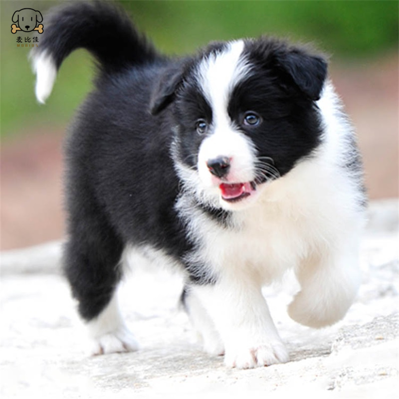 麦比佳 边境牧羊犬幼犬 边牧狗活体 纯种血统级中大型边牧犬大骨架三通七白通脖通背牧羊犬高智商宠物狗公母可视频挑选高清大图