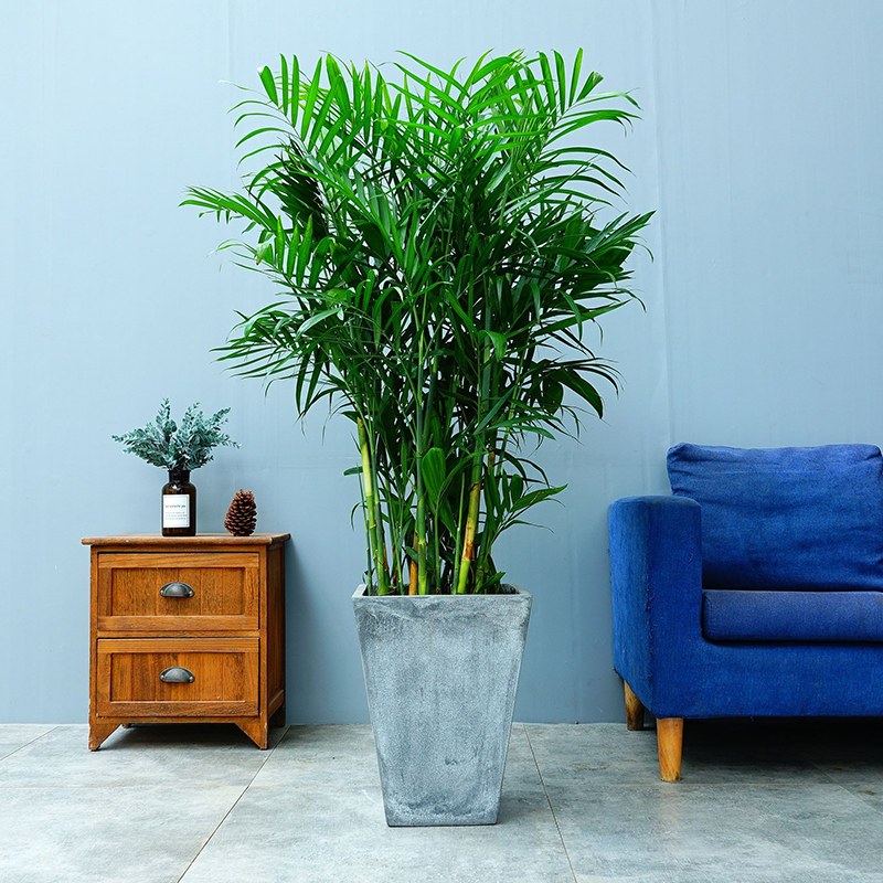 夏威夷竹子盆栽大植物室内大型四季常青吸甲醛净化空气绿植