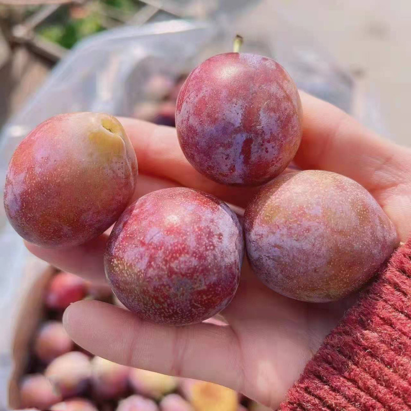[五个农民]智利进口西梅季节限定 1kg装中果每斤约28个 进口李子新鲜水果